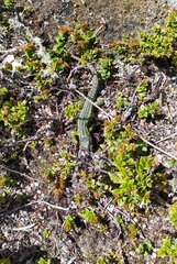 Stenocercus trachycephalus