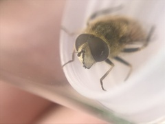 Eristalis abusiva