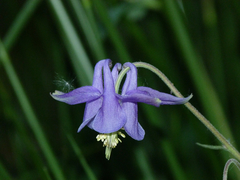 Aquilegia cazorlensis
