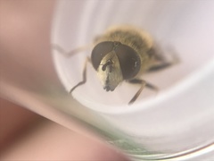 Eristalis abusiva