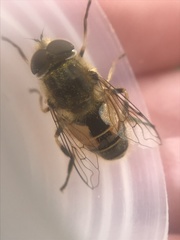 Eristalis abusiva