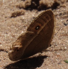 Brakefieldia perspicua perspicua