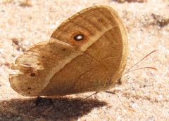 Brakefieldia perspicua perspicua