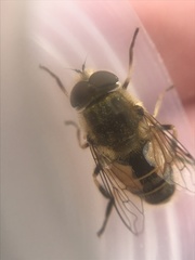 Eristalis abusiva