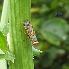 Melieria omissa