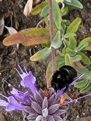 Xylocopa californica