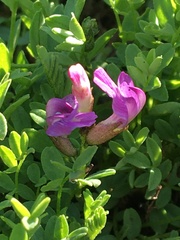 Astragalus bodinii