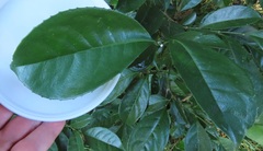 Suregada zanzibariensis