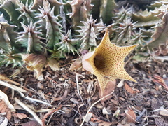 Huernia