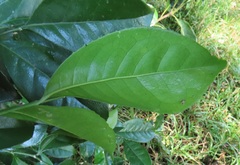 Suregada zanzibariensis