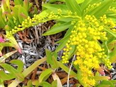 Solidago azorica