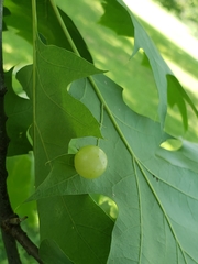 Amphibolips nubilipennis