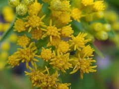 Solidago azorica