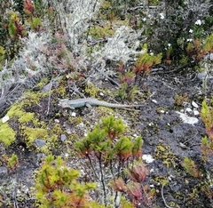 Stenocercus trachycephalus