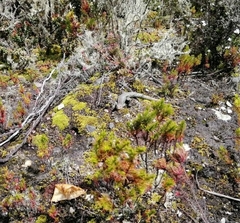 Stenocercus trachycephalus