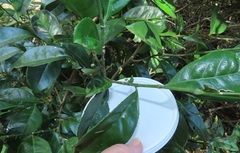 Suregada zanzibariensis
