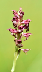 Anacamptis coriophora