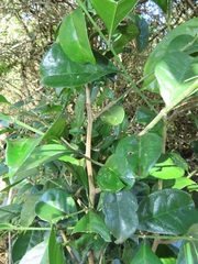Suregada zanzibariensis