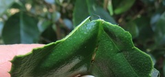 Suregada zanzibariensis