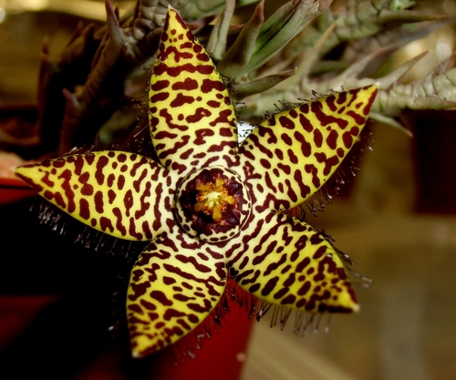 Orbea halipedicola L.C.Leach