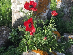 Ranunculus asiaticus