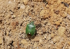 Chlorochroa juniperina