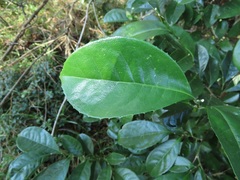Suregada zanzibariensis