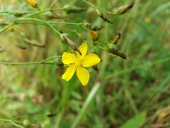 Hypericum linariifolium