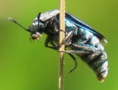 Thanatophilus micans