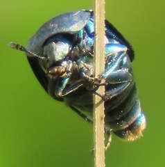 Thanatophilus micans