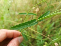 Hypericum linariifolium