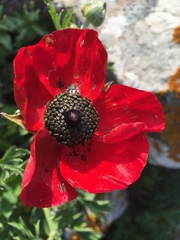 Ranunculus asiaticus