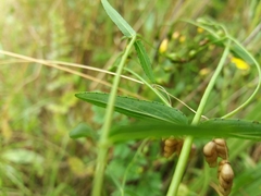 Hypericum linariifolium