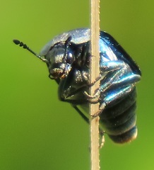 Thanatophilus micans