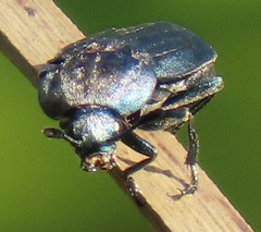 Thanatophilus micans