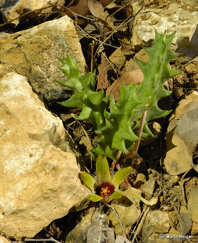 Orbea maculata