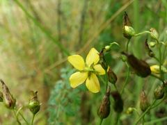 Hypericum linariifolium