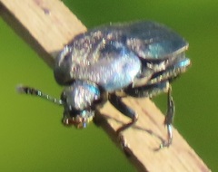 Thanatophilus micans