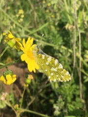 Euchloe ausonia