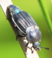 Thanatophilus micans