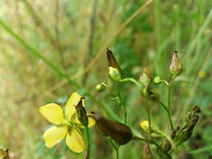Hypericum linariifolium