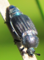 Thanatophilus micans