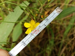 Hypericum linariifolium