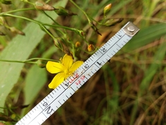 Hypericum linariifolium