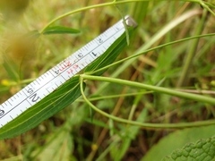 Hypericum linariifolium