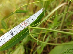 Hypericum linariifolium
