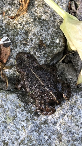 Natterjack Toad, Netherlands, photo 8 of 10