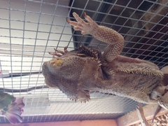 Pogona