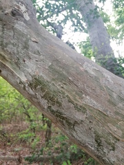 Chloroleucon mangense