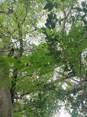 Chloroleucon mangense